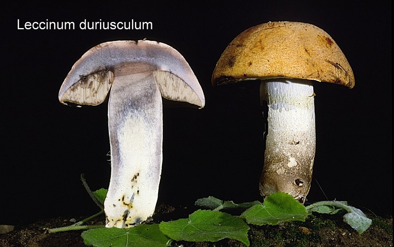 Leccinum duriusculum-amf350.jpg - Leccinum duriusculum ; Syn1: Boletus duriusculus ; Syn2: Krombholziella duriuscula ; Nom français: Bolet rude des trembles